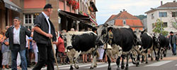 Fête de la transhumance et de la tourte à Munster