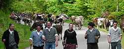 Transhumance de Hohrod au Treh - Montée