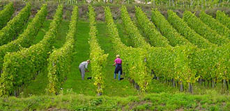 Vins d'Alsace