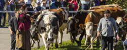 La Fête de la Transhumance de Muhlbach - Wandelfecht