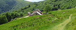 Transhumance du Steinwasen