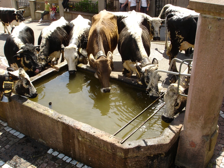 Transhumance avec la ferme auberge Buchwald