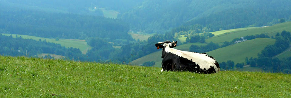 Transhumance